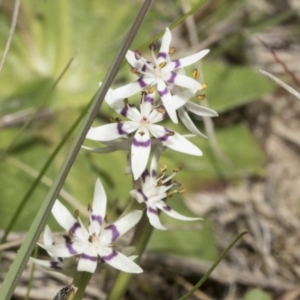 Wurmbea dioica subsp. dioica at Strathnairn, ACT - 17 Sep 2023