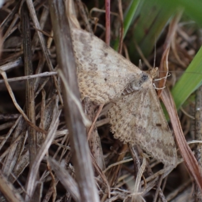 Scopula rubraria (Reddish Wave, Plantain Moth) at Murrumbateman, NSW - 15 Sep 2023 by SimoneC