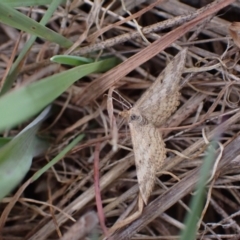 Scopula rubraria at Murrumbateman, NSW - 15 Sep 2023 02:37 PM