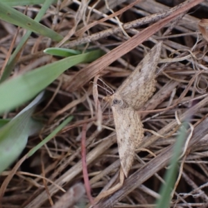 Scopula rubraria at Murrumbateman, NSW - 15 Sep 2023 02:37 PM