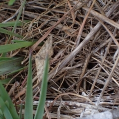 Scopula rubraria at Murrumbateman, NSW - 15 Sep 2023