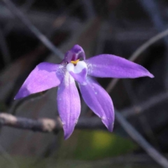 Glossodia major (Wax Lip Orchid) at Acton, ACT - 16 Sep 2023 by ConBoekel