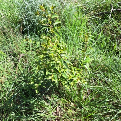 Ligustrum sinense (Narrow-leaf Privet, Chinese Privet) at Hackett, ACT - 17 Sep 2023 by abread111