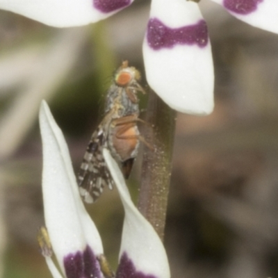 Austrotephritis poenia (Australian Fruit Fly) at Ginninderry Conservation Corridor - 17 Sep 2023 by AlisonMilton