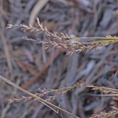 Lepidosperma laterale (Variable Sword Sedge) at Caladenia Forest, O'Connor - 16 Sep 2023 by ConBoekel