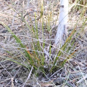 Lepidosperma laterale at Acton, ACT - 16 Sep 2023 04:54 PM