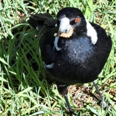 Gymnorhina tibicen (Australian Magpie) at Mount Majura - 17 Sep 2023 by abread111