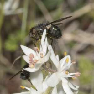 Chrysomya sp. (genus) at Strathnairn, ACT - 17 Sep 2023