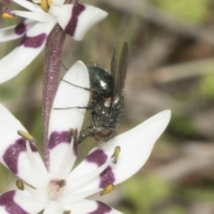 Chrysomya sp. (genus) at Strathnairn, ACT - 17 Sep 2023