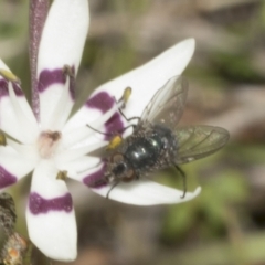 Chrysomya sp. (genus) at Strathnairn, ACT - 17 Sep 2023