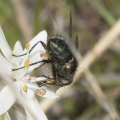 Chrysomya sp. (genus) at Strathnairn, ACT - 17 Sep 2023