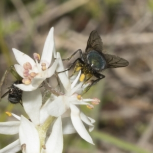 Chrysomya sp. (genus) at Strathnairn, ACT - 17 Sep 2023