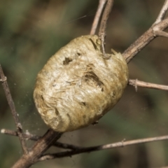 Mantidae (family) (Egg case of praying mantis) at Ginninderry Conservation Corridor - 17 Sep 2023 by AlisonMilton
