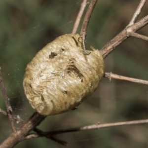 Mantidae (family) at Strathnairn, ACT - 17 Sep 2023