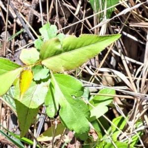 Prunus sp. at Hackett, ACT - 17 Sep 2023 02:08 PM