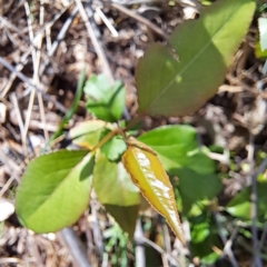 Prunus sp. at Hackett, ACT - 17 Sep 2023 02:08 PM