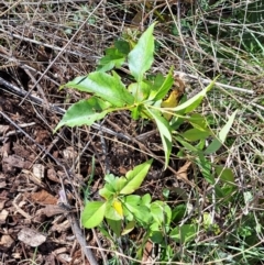 Prunus sp. at Hackett, ACT - 17 Sep 2023