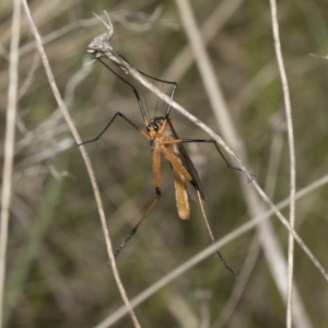 Harpobittacus australis at Strathnairn, ACT - 17 Sep 2023