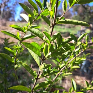 Ligustrum sinense at Hackett, ACT - 17 Sep 2023