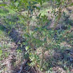 Ligustrum sinense at Hackett, ACT - 17 Sep 2023