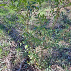 Ligustrum sinense at Hackett, ACT - 17 Sep 2023