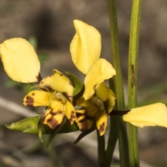 Diuris pardina (Leopard Doubletail) at Strathnairn, ACT - 17 Sep 2023 by AlisonMilton