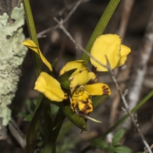 Diuris pardina at Strathnairn, ACT - 17 Sep 2023