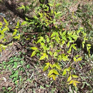 Nandina domestica at Hackett, ACT - 17 Sep 2023