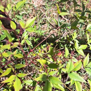 Nandina domestica at Hackett, ACT - 17 Sep 2023