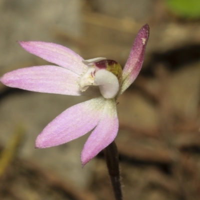 Caladenia fuscata (Dusky Fingers) at Strathnairn, ACT - 17 Sep 2023 by AlisonMilton