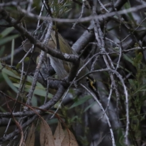 Caligavis chrysops at Cotter River, ACT - 16 Sep 2023 05:14 PM