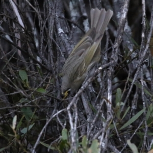 Caligavis chrysops at Cotter River, ACT - 16 Sep 2023 05:14 PM