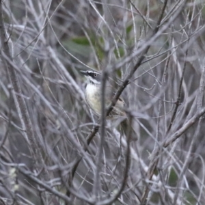 Sericornis frontalis at Cotter River, ACT - 16 Sep 2023