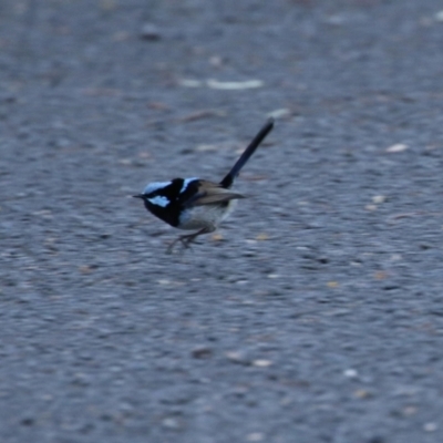 Malurus cyaneus (Superb Fairywren) at Namadgi National Park - 16 Sep 2023 by RodDeb