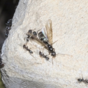 Iridomyrmex sp. (genus) at Strathnairn, ACT - 17 Sep 2023