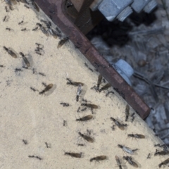 Iridomyrmex sp. (genus) at Strathnairn, ACT - 17 Sep 2023