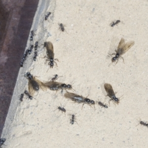 Iridomyrmex sp. (genus) at Strathnairn, ACT - 17 Sep 2023