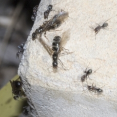 Iridomyrmex sp. (genus) at Strathnairn, ACT - 17 Sep 2023