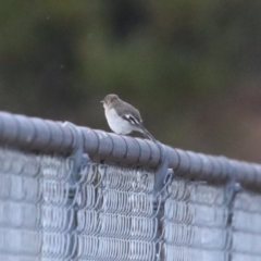 Petroica phoenicea at Cotter River, ACT - 16 Sep 2023 05:42 PM