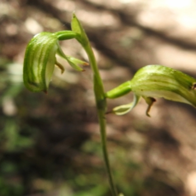 Bunochilus montanus (Montane Leafy Greenhood) at Paddys River, ACT - 17 Sep 2023 by JohnBundock