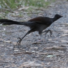 Menura novaehollandiae (Superb Lyrebird) at Namadgi National Park - 16 Sep 2023 by RodDeb