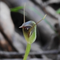 Pterostylis pedunculata (Maroonhood) at Paddys River, ACT - 17 Sep 2023 by JohnBundock