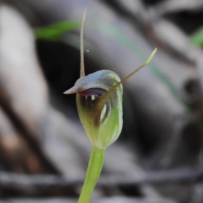 Pterostylis pedunculata (Maroonhood) at Paddys River, ACT - 17 Sep 2023 by JohnBundock