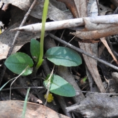 Pterostylis pedunculata at Paddys River, ACT - 17 Sep 2023