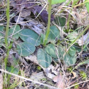 Pterostylis pedunculata at Paddys River, ACT - suppressed