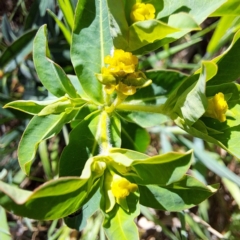 Euphorbia oblongata (Egg-leaf Spurge) at Hackett, ACT - 17 Sep 2023 by abread111