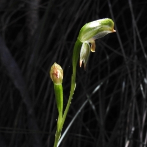 Bunochilus montanus (ACT) = Pterostylis jonesii (NSW) at Paddys River, ACT - suppressed