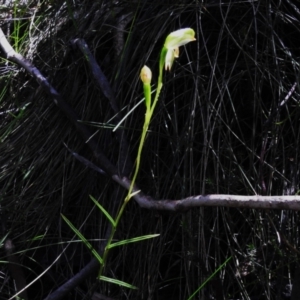 Bunochilus montanus (ACT) = Pterostylis jonesii (NSW) at Paddys River, ACT - suppressed