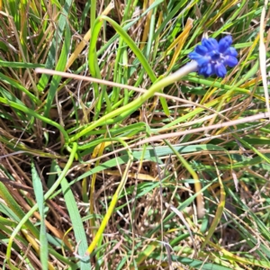 Muscari armeniacum at Hackett, ACT - 17 Sep 2023