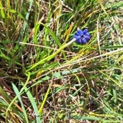 Muscari armeniacum at Hackett, ACT - 17 Sep 2023 03:13 PM